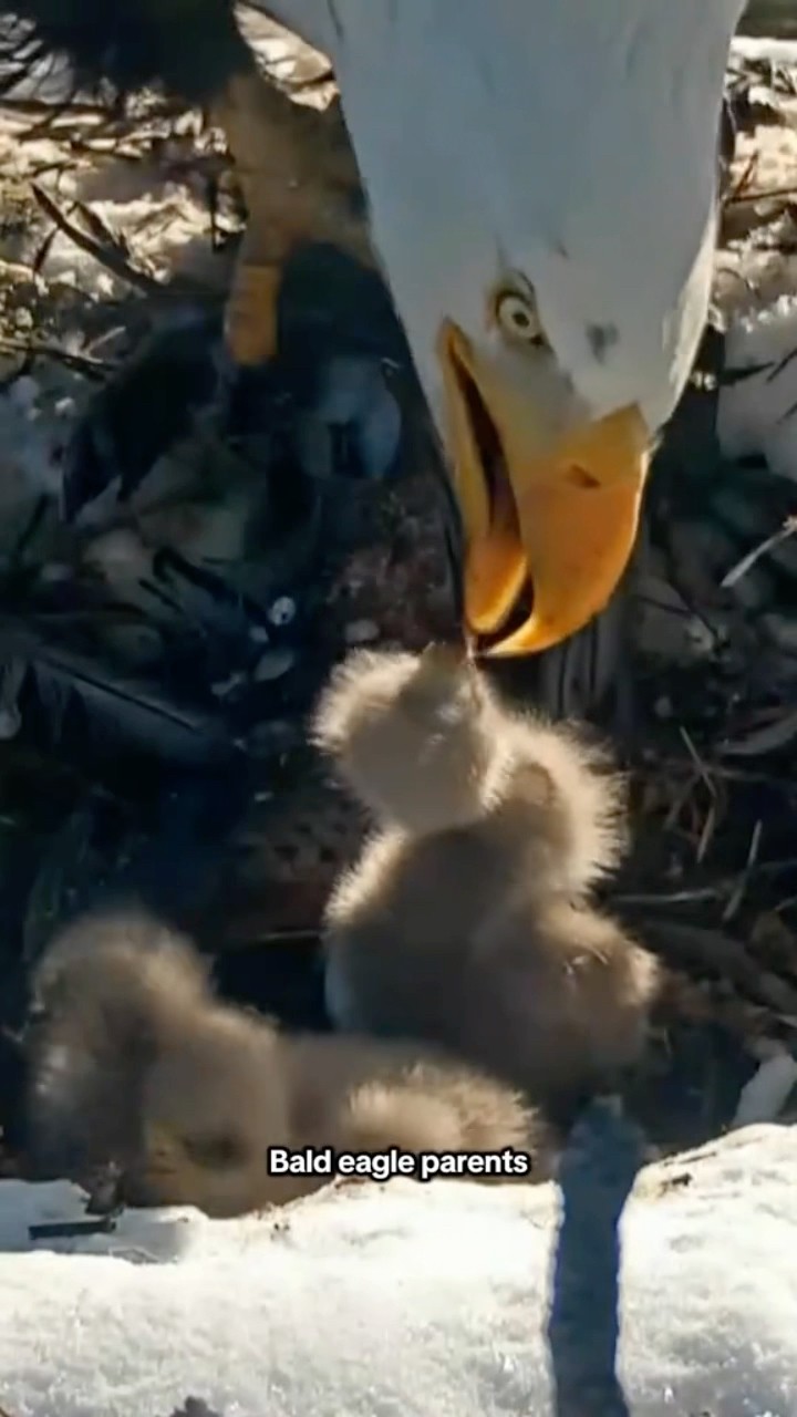 Big Bear bald eagle parents have third chick #shorts