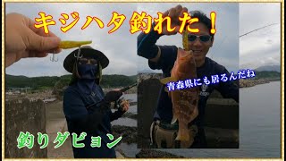 【青森県ルアー釣り】防波堤でキジハタが釣れた！