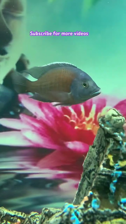 Fish tank