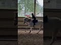 Thank you @Forte_eq for letting me use your saddle on Cal!! #horse #viral #equestrian #jumping