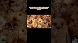 Les Faits Fascinants sur les Habitudes de Chasse Nocturne des Hiboux 2