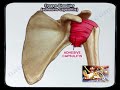 Frozen Shoulder Adhesive Capsulitis - Everything You Need To Know - Dr. Nabil Ebraheim