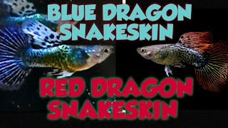 My Quality Type Of Blue Dragon Snakeskin And Red Dragon Snakeskin Guppy Strain English Sub 