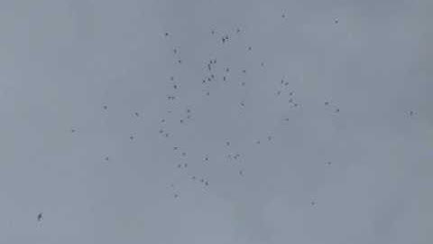 Bird Call Tests 2 (Swiftlet source of information)