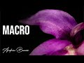 Woodland Macro Photography - Nature Photography tips -  With Ulanzi VL49 RGB LED