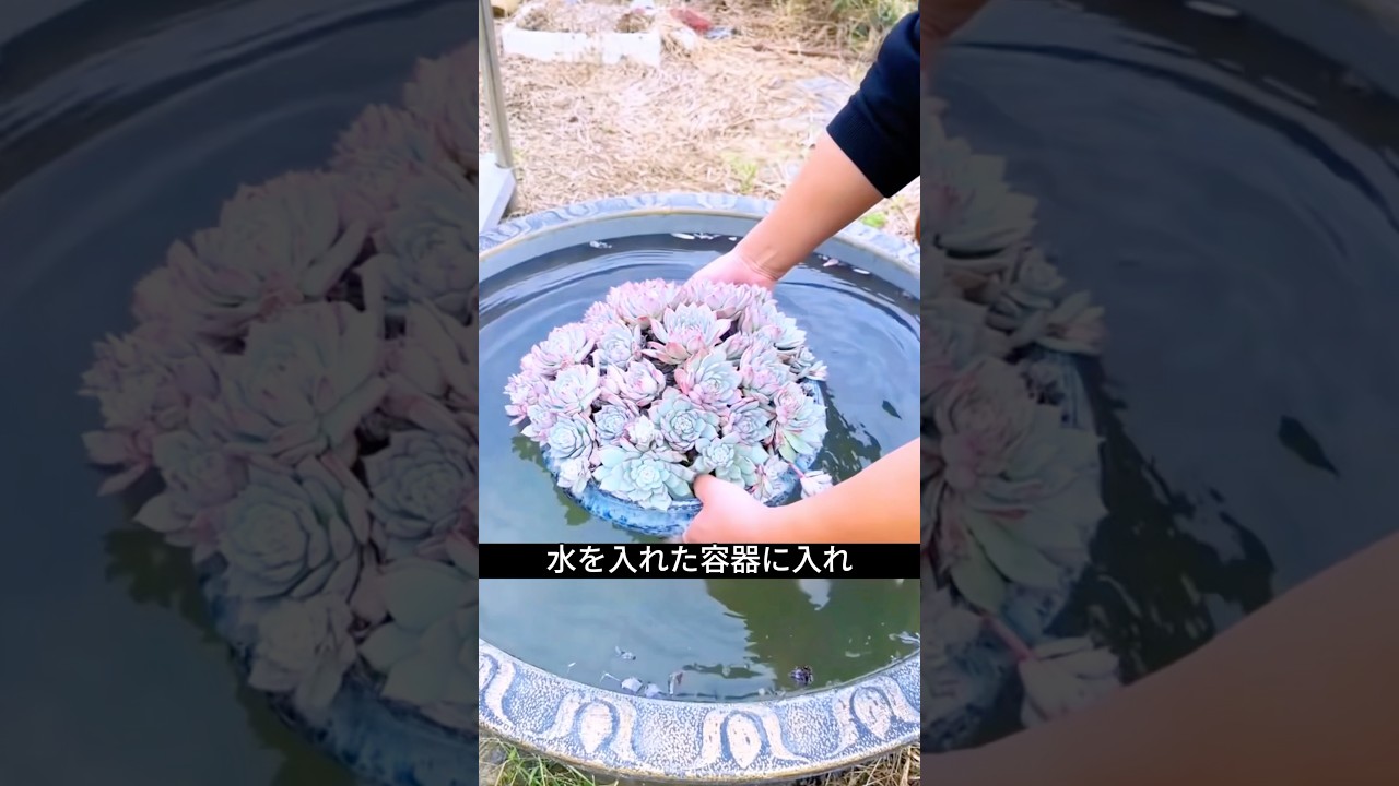 多肉植物がしわしわになる原因は水不足ではありません