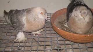 Ayhan Yildiz - Takla Güvercinleri