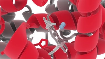 Hemoglobin deoxy — oxy animation for Monash University and Wiley