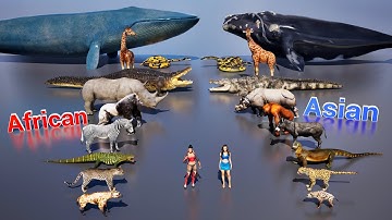 Size comparison : African animals Vs  Asian animals | 3D Animation