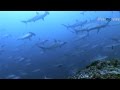 Cocos Island (Isla del Coco) "Mountain of sharks" (HD DOKU 2015)