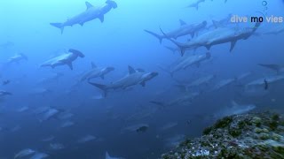 Cocos Island (Isla del Coco) 'Mountain of sharks' (HD DOKU 2015) by Dive Movies 159,687 views 7 years ago 47 minutes