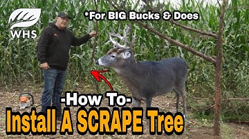 How To Install A Scrape Tree
