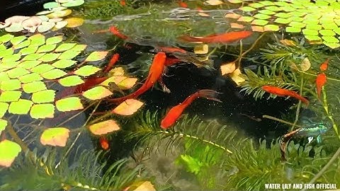 NUÔI CÁ SONG KIẾM LAI/ CÁ KIẾM LAI VÀ CÁ BẢY MÀU TRONG LU SÀNH THẢ ẤU THÁI, BÈO RỄ ĐỎ, RONG ĐUÔI CHÓ