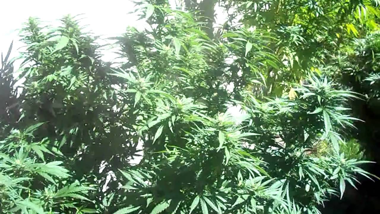 Outdoor marijuana growing: Budding Stage