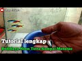 Full tutorial !!! Budidaya ikan neon tetra sampai menetas