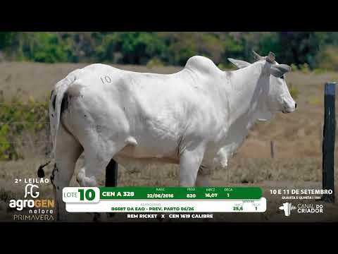 LOTE 10