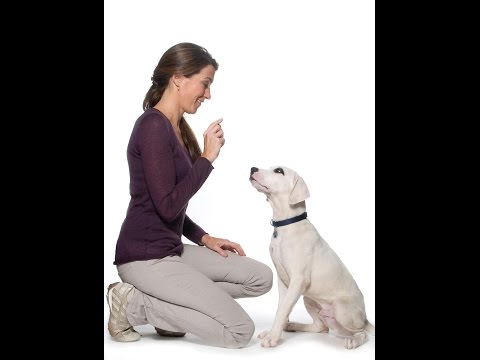 dog-training-at-home---training-tips-en---part-18-leaving-dog-home-alone