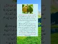 Allah ki Qudrat ka Krishma | Subhan Allah #Beautiful Creature #amazing #islamic shorts #viral