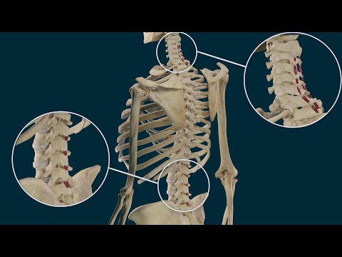 Video: ¿Qué son los músculos interespinales?