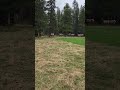 Why are so many Elk on Banff Springs Golf Course #wildanimals #banffcanada #golf #naturebeauty