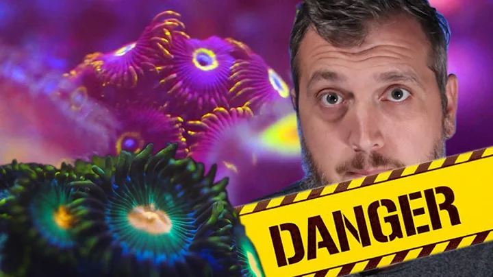 DANGER! ZOANTHID CORAL CARE How to Keep This EASY Coral For Beginners!