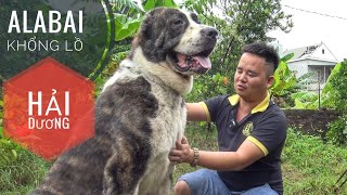 Hecquin  Chú Chó Alabai hàng Siêu Khủng tại Việt Nam/ NhamTuatTV  Dog in Vietnam