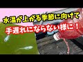 マイペースでメダ活。もくすぐ春ですね!【めだか】
