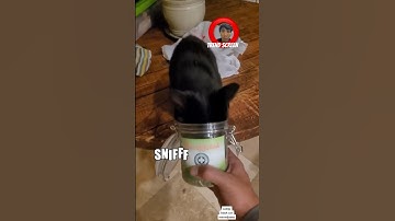 Cat’s reaction to catnip plant 🙀 #kitten #animals #cat