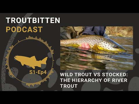 Does a Stocked Trout Ever Become Wild? - Troutbitten