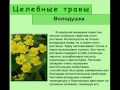 Володушка