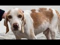 Family On Vacation Finds The Friendliest Street Dog Ever | The Dodo