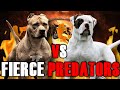 American Pitbull Terrier vs American Bulldog | American Bulldog vs Pitbull Terrier | Billa Boyka |