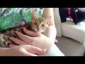 Our First Bonding Session With Kitten Bella