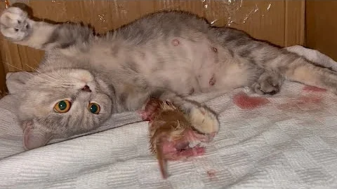 Video 5181191: kitty britishshorthair scottishfold kittens, britishshorthair scottishfold kittens cat, cat kitten munchkin britishshorthair, munchkin kitten pets cats, cute kitty scottishfold kitten, cat funny scottishfold kitten, cute kitten color