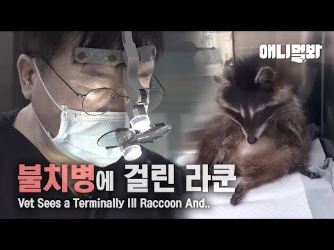 불치병에 걸린 라쿤을 보자 <strong>수의사는</strong>..ㅣVet Sees a Terminally Ill Raccoon And..
