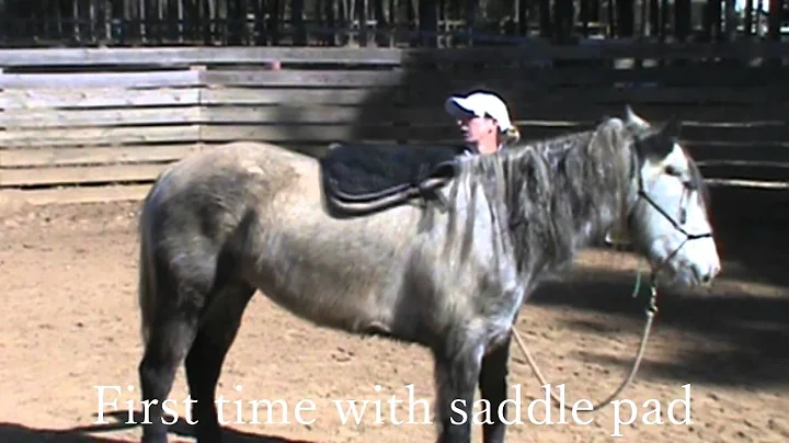Day 3 - Florida Extreme Mustang Makeover - Marsha ...