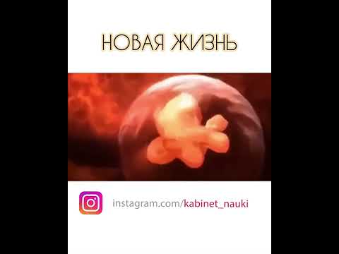 ПРОЦЕСС ОПЛОДОТВОРЕНИЯ