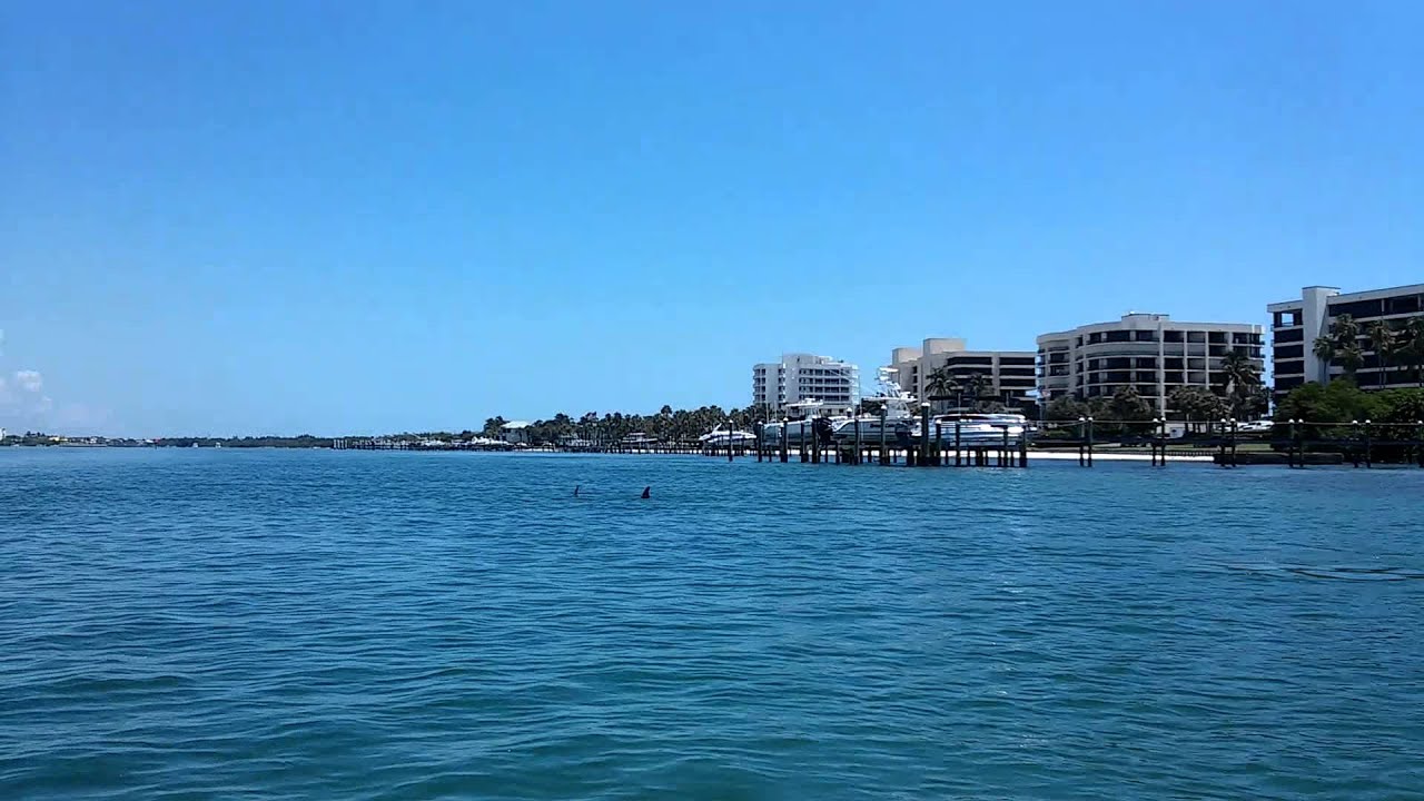 Dolphins swimming Jupiter Florida West Palm Beach YouTube