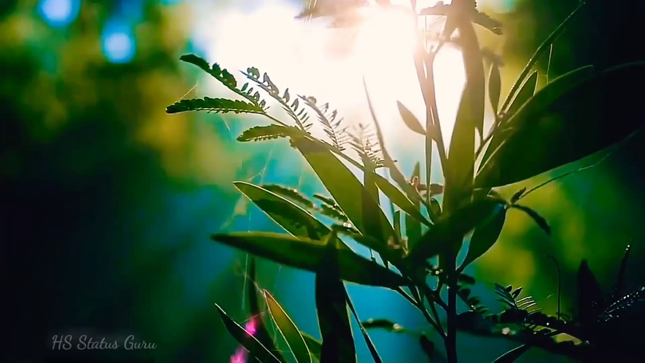 New Nature Full Screen Whatsapp Status // Nature Story For Instagram