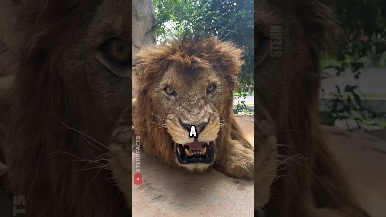 Real Lion Roar Vs Movie
