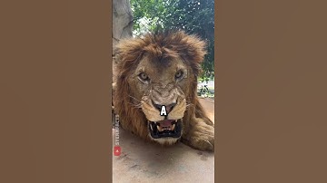 Thumbnail of Real Lion Roar vs. Movie Roar