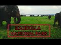 Wild Elephant Enjoy Eating Grass Elephant eating Video - At Kaudulla            Sri Lanka