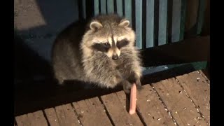 Wednesday May 8, 2024 - Raccoons on the porch and in the yard on a cold night