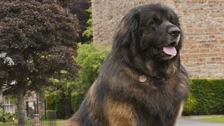 Top 10 Giants: The Biggest Dogs in the World