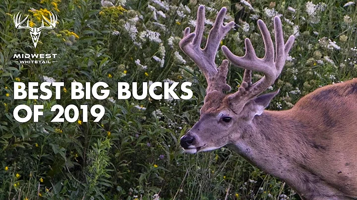 Best of Midwest Whitetail 2019-2020 | Deer Hunting Giant Bucks | Realtree 365