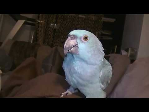 Videó: Budgerigar parakeet
