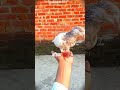 शोक ❤️ Hai falyer pigeon 🕊️#pigeon #shortsfeed #viral