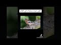 اقوى صوت صلنج