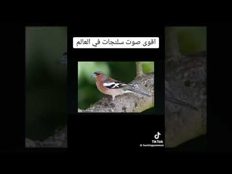 اقوى صوت صلنج