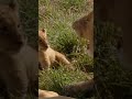 Adorable lion cub roaring back to his father